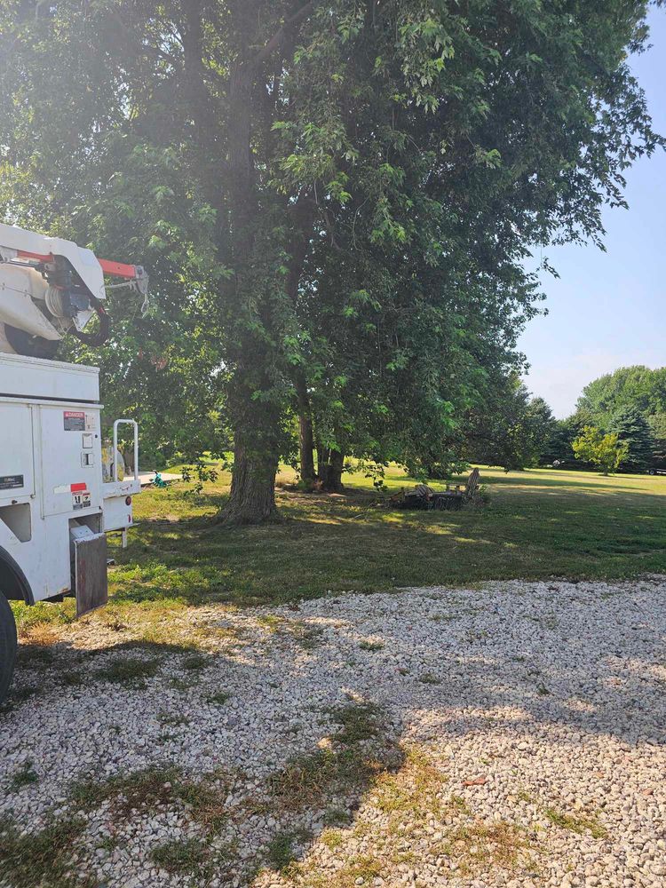 Tree Removal for Tree Tech in Luverne, MN