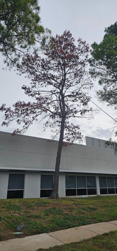 All Photos for Servin's Tree Care  in Houston, TX