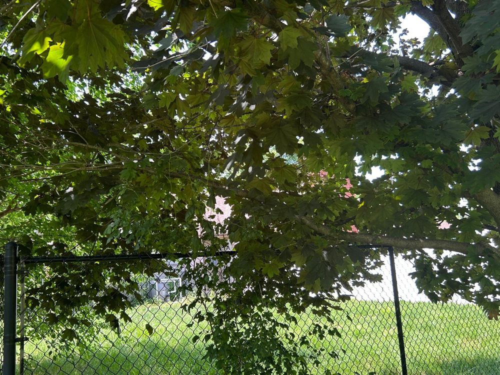 All Photos for Bearforce Lawn Care LLC in Greenfield, IN