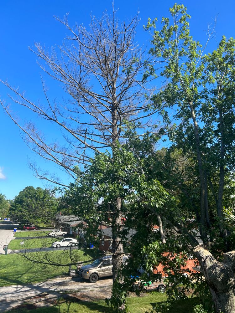 All Photos for Optimum Tree Service And Landscaping in Bowling Green, KY