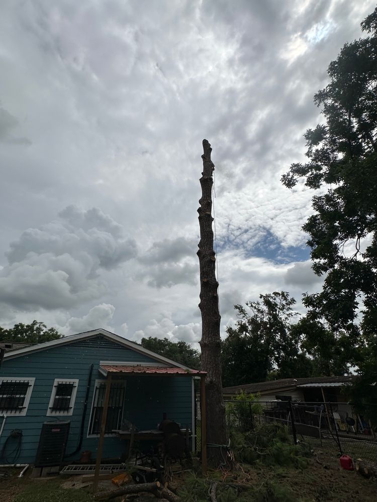 Tree Removal for C&B Ramos Tree Service in Houston, TX