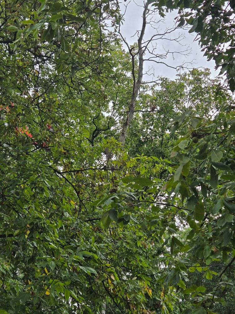 All Photos for Lawn Ranger Yard And Tree Service LLC in Ottumwa, IA