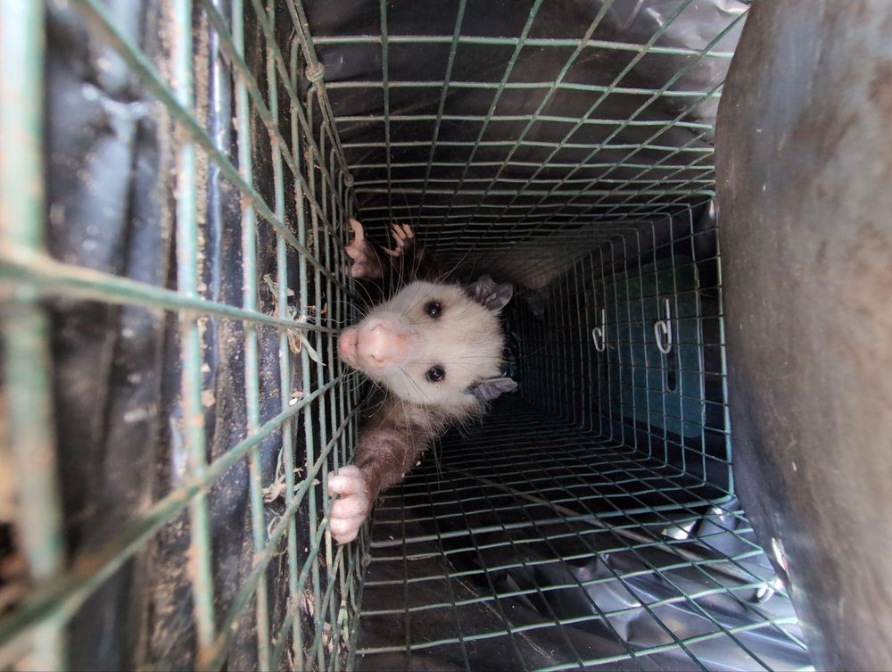 All Photos for Topper's Wildlife Removal in Garland, TX