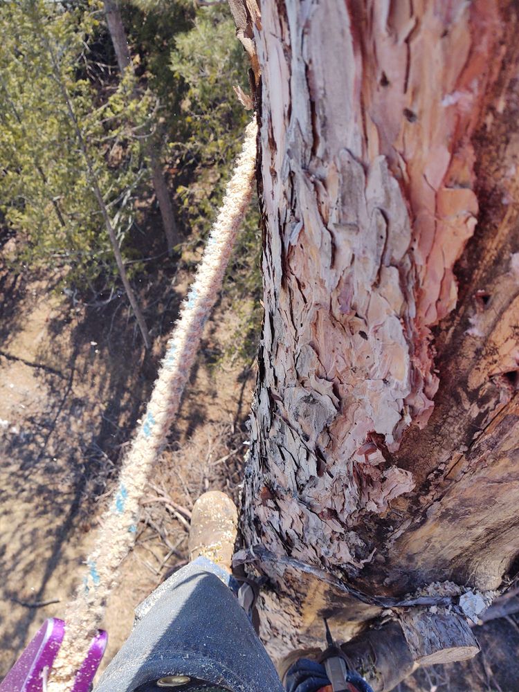 Tree Removal for Wenzels Tree Service LLC  in Bemidji, MN