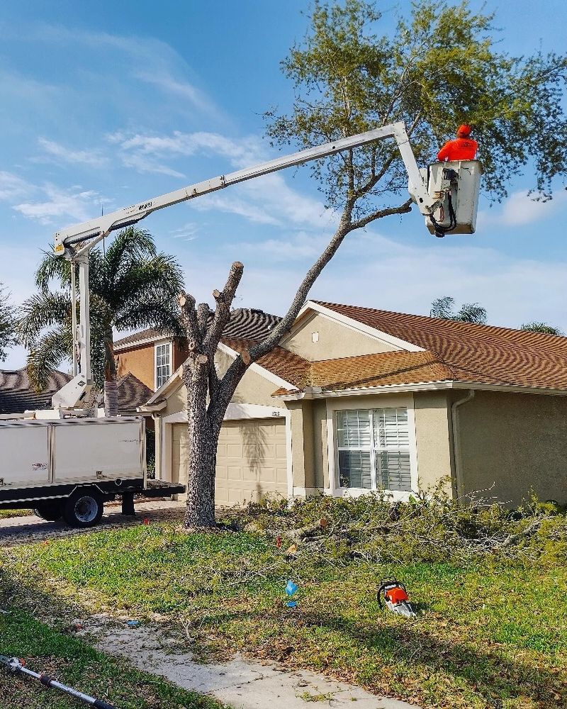 Enhance your property's safety and beauty with our professional tree trimming service. We expertly shape and maintain trees, promoting health, preventing hazards, and enhancing landscape aesthetics for a vibrant outdoor environment. for EB Trees and Landscape in Holiday, FL