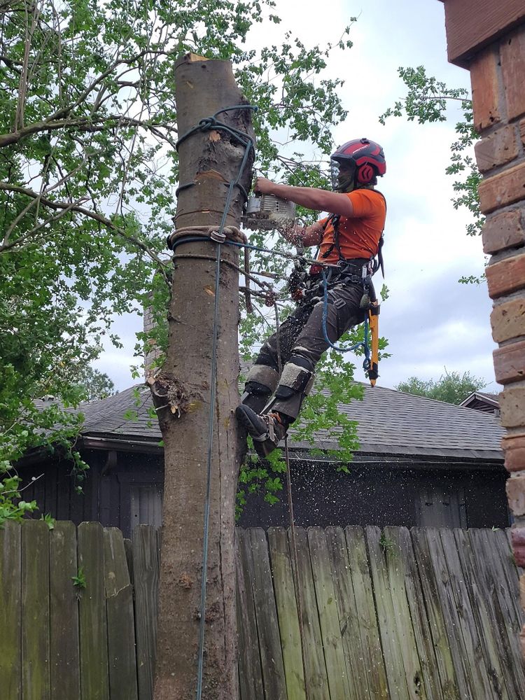 All Photos for Servin's Tree Care  in Houston, TX