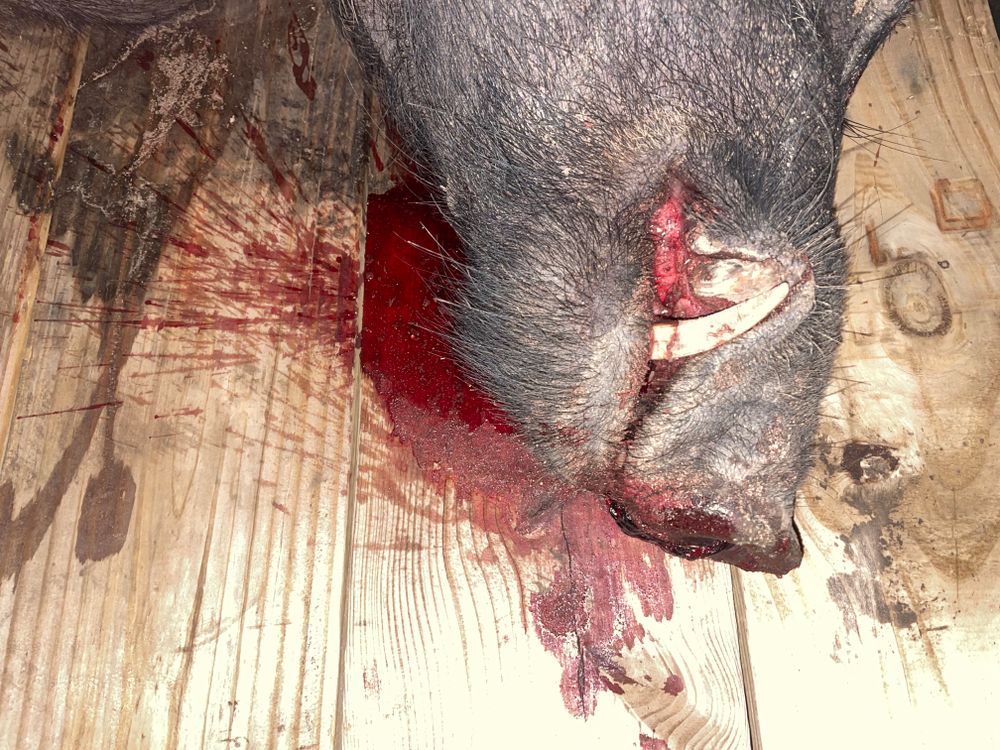 All Photos for Havoc Hog Control in Molino, FL