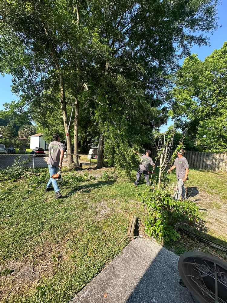 Tree Removal for Narrow Path Tree Service in Deland, FL