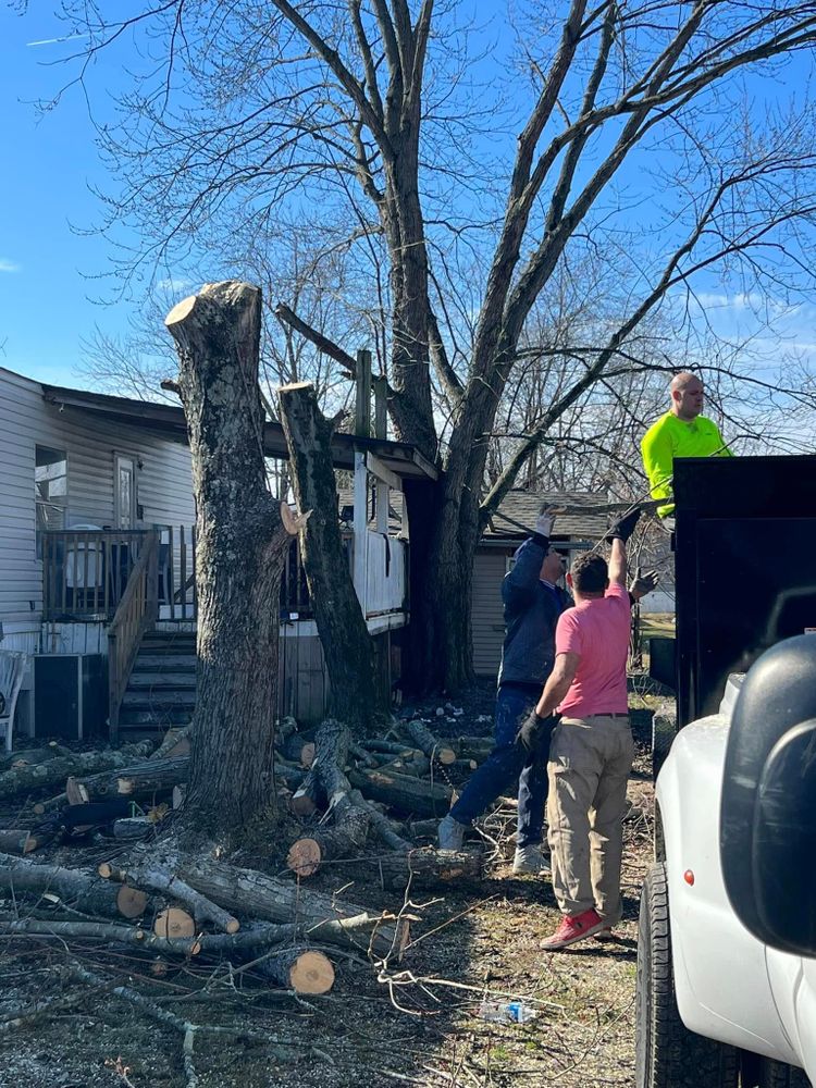 Tree Removal for La Fountain Tree Service in Louisville, KY