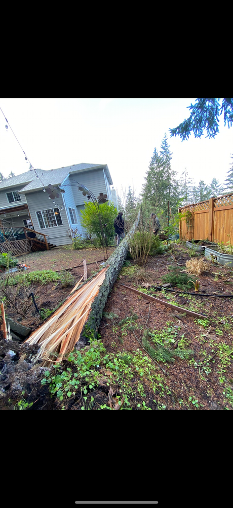 Tree Removal for Kimberley’s Trees in Saint Maries, ID