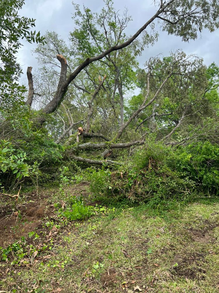 Tree Removal for Best Price Tree Service in Hallsville, TX