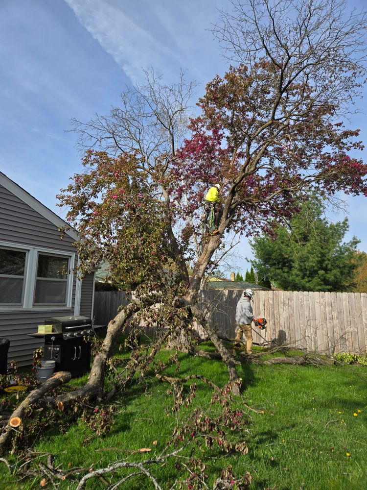 All Photos for Olson Tree Service, Inc in Rockford, IL