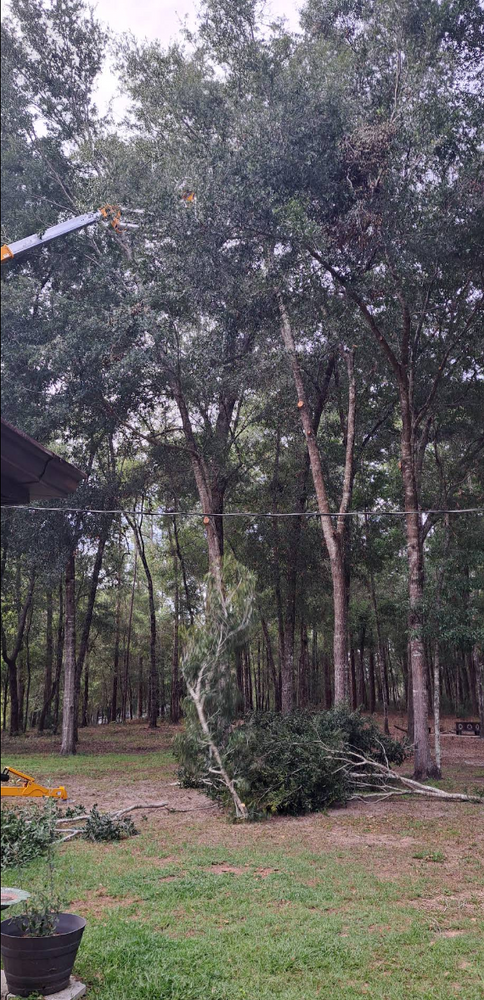 All Photos for Perfect Cut Lawn & Tree Care in Citrus Springs, FL