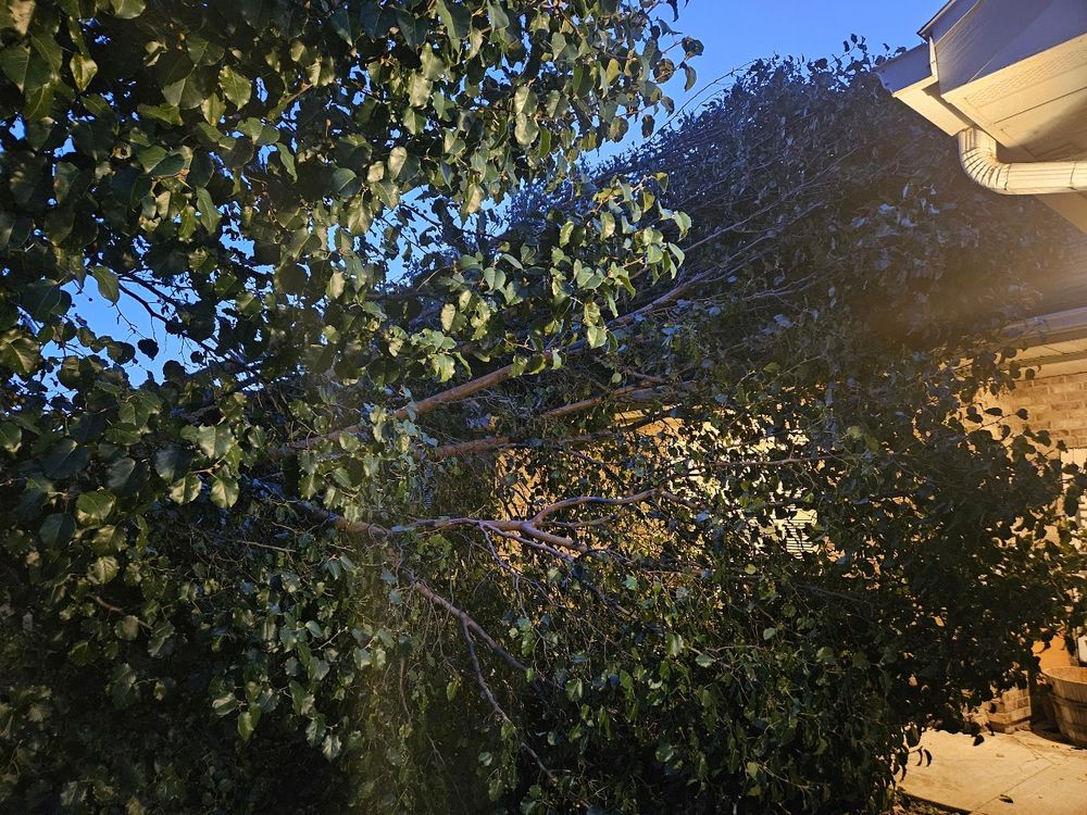 All Photos for Sky High Tree Service in Columbia, MO