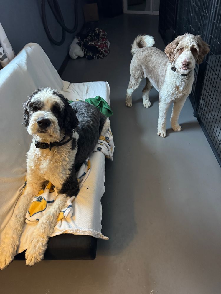 All Photos for Curbside Clips Mobile Grooming in Roachdale, Indiana