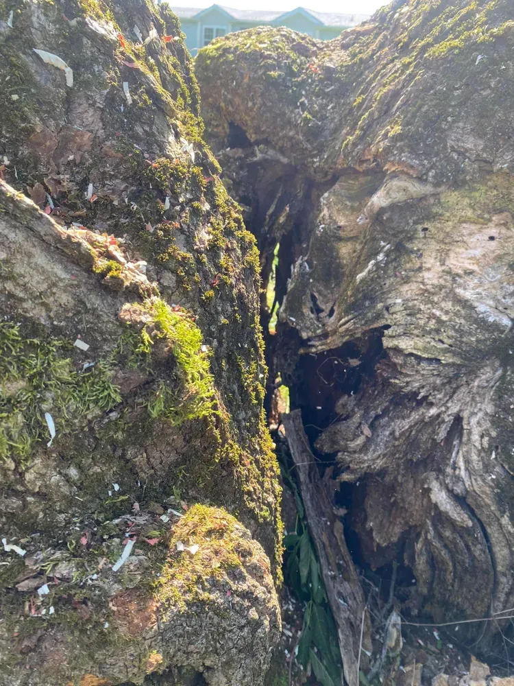 All Photos for Licensed to Cut Tree Service in Athens, PA