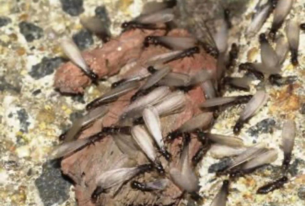 Termite for All-In Pest Control & Home Solutions in Greene County, IN