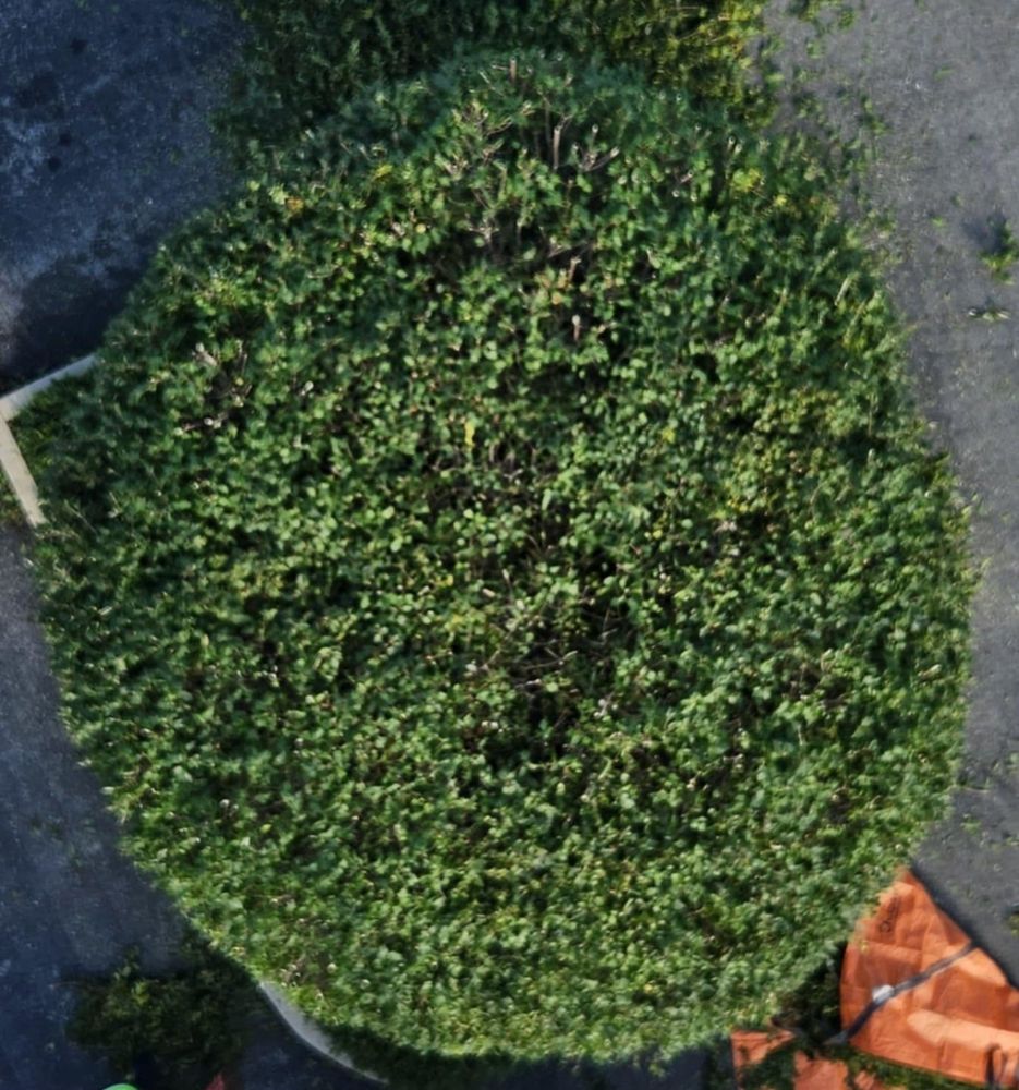All Photos for Highborn Tree Service in Wheatfield, IN