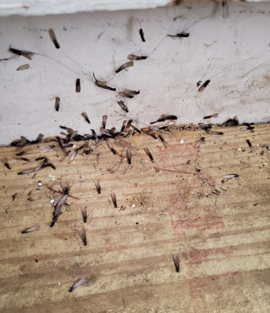Termite for All-In Pest Control & Home Solutions in Greene County, IN
