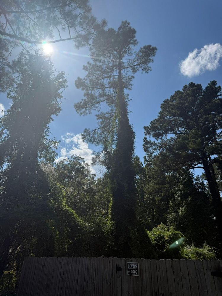 All Photos for Hawkins Tree Service & Land Management in Richmond Hill, GA