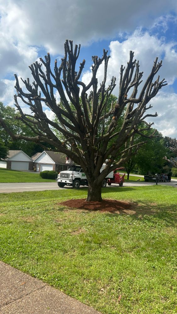 All Photos for Optimum Tree Service And Landscaping in Bowling Green, KY