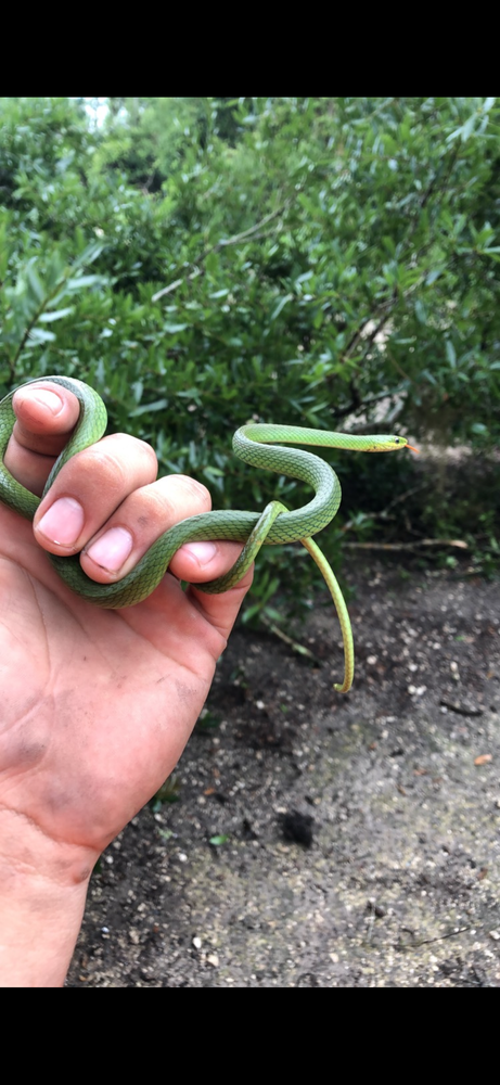 All Photos for North Brevard Wildlife Solutions in Mims, FL