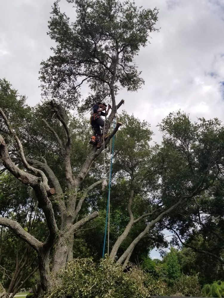 Landscaping for Tezna Landscaping, Trees & Pavers in Valrico, FL