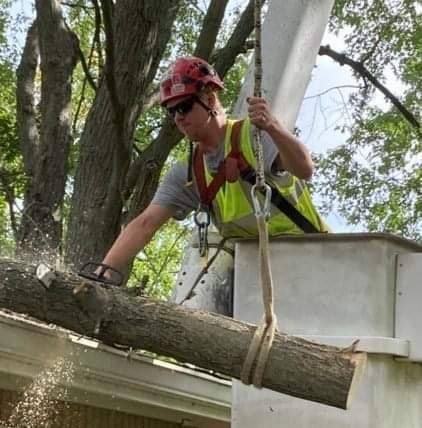 Tree Removal for Village Tree Service in Whitestown, IN