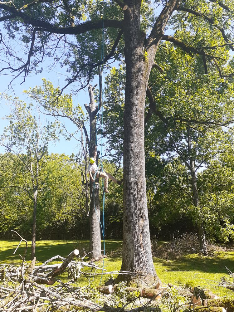 All Photos for Professional Tree Service USA in Chattanooga, TN