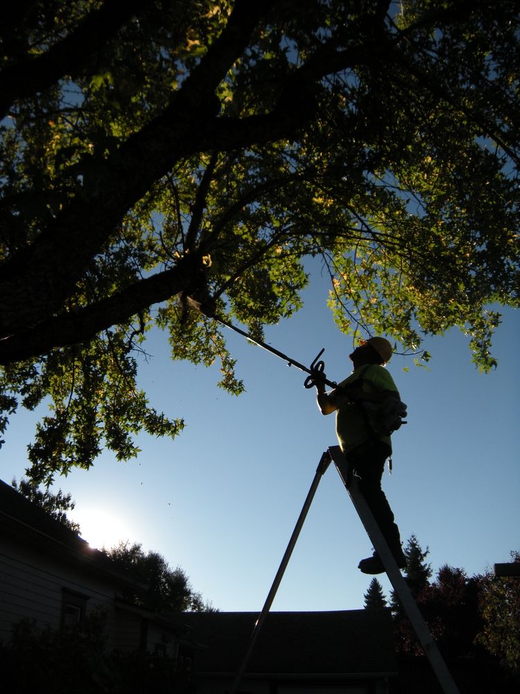 All Photos for Willamette Landscaping and Tree Services in Albany, OR