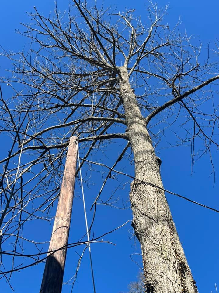 Tree Removal for J&E Tree & Excavation Services in Sandy, PA