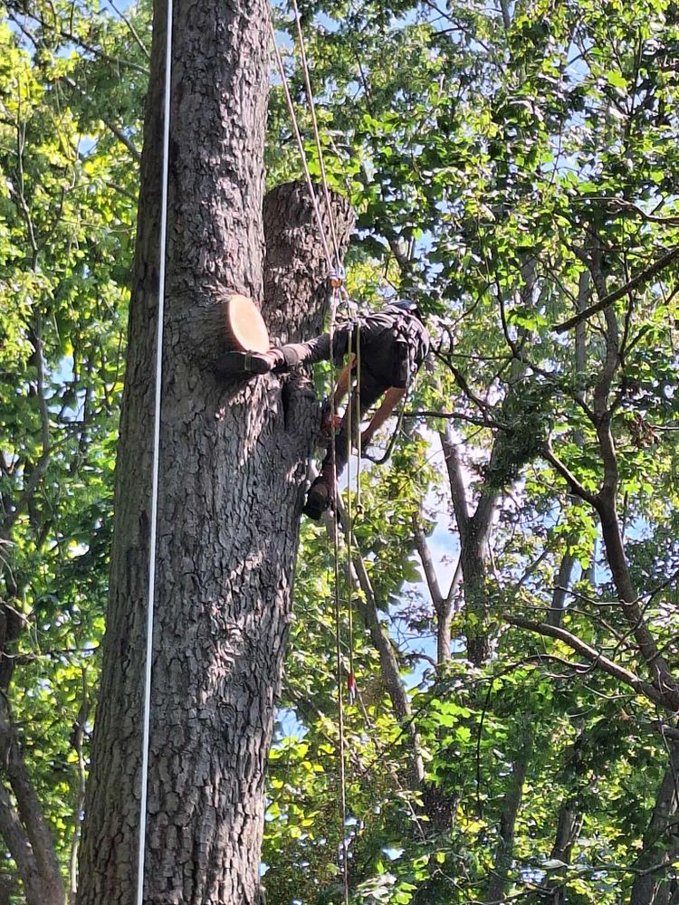 All Photos for Highborn Tree Service in Wheatfield, IN