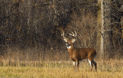 All Photos for Bluff Country Whitetails in Grand Ledge, MI