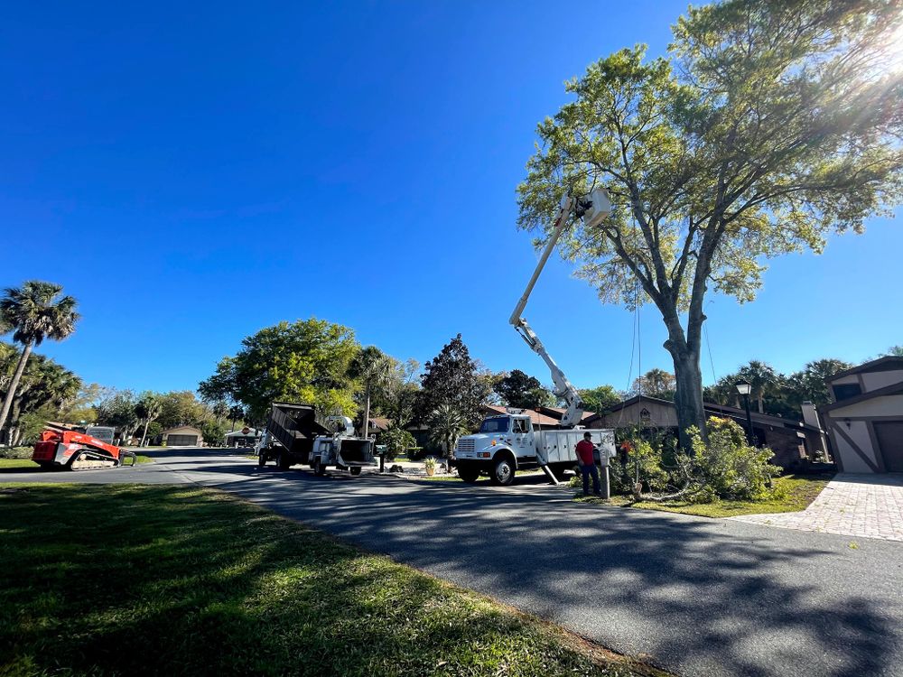 Our professional tree trimming service helps maintain the health and appearance of your trees by removing dead branches and shaping them properly to enhance their beauty while promoting growth. for Ross Family Tree Service LLC  in Hohenwald, TN