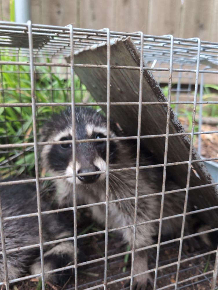 All Photos for Topper's Wildlife Removal in Garland, TX