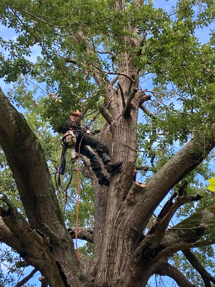 Enhance your landscape's beauty and safety with our expert tree trimming service, ensuring healthy growth and removing hazardous branches while boosting curb appeal for a well-maintained, vibrant outdoor space. for The Tree Surgeon in Carthage, TX