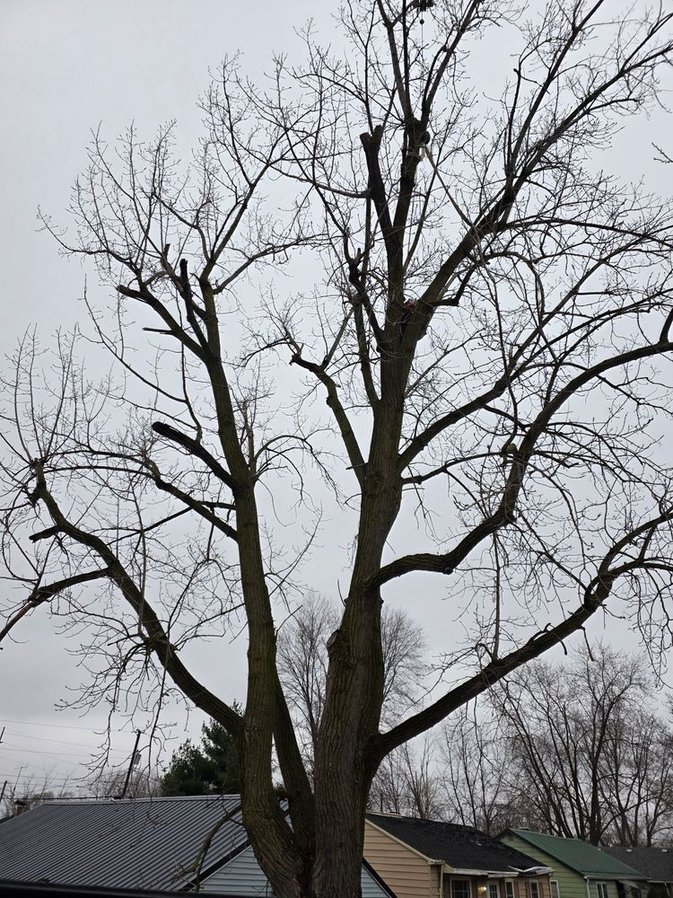All Photos for Advanced Tree Solutions in Rockville, IN