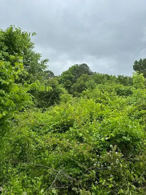 Brush Clearing  for Three Rivers Dirt Works LLC in Knoxville, TN