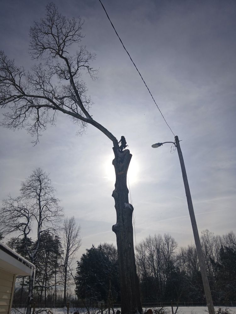 All Photos for Smith Tree Experts in Palmyra, VA