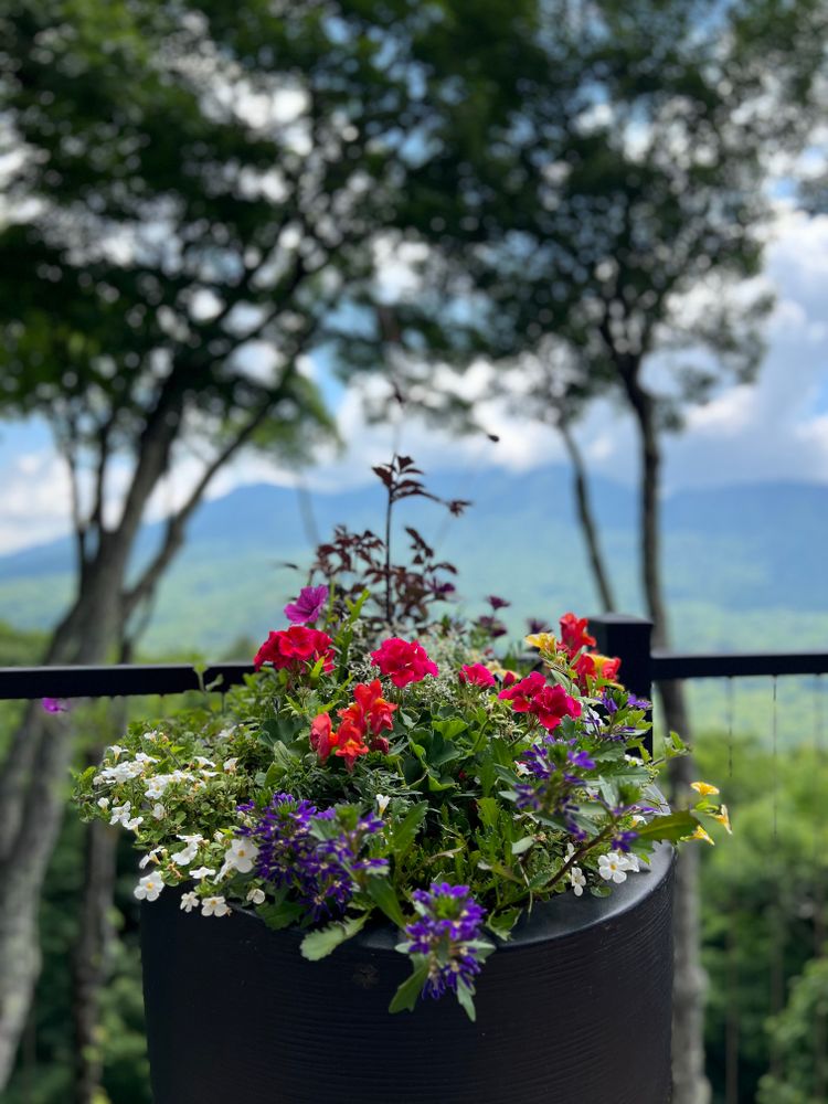 Container Gardening for Sustainable Lawn and Landscape in Banner Elk, NC