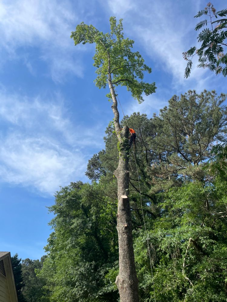 All Photos for Ace Tree Service  in Fuquay-Varina, NC