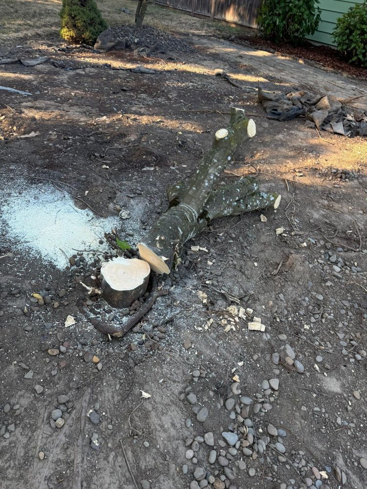 All Photos for Willamette Landscaping and Tree Services in Albany, OR