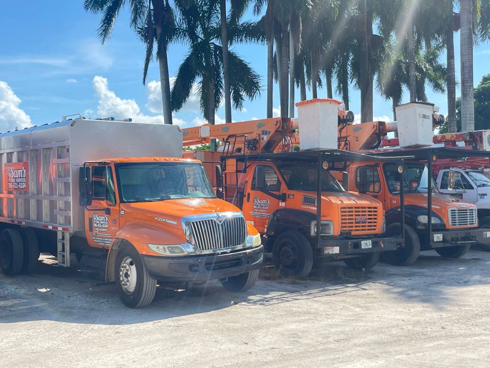 All Photos for Sam's Tree Service in Miami Beach,  FL