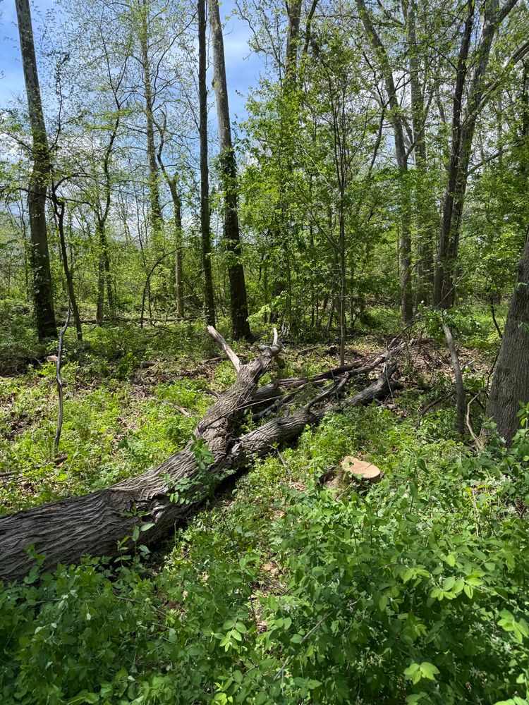 All Photos for Sterlings Tree Removal in Cobleskill, New York