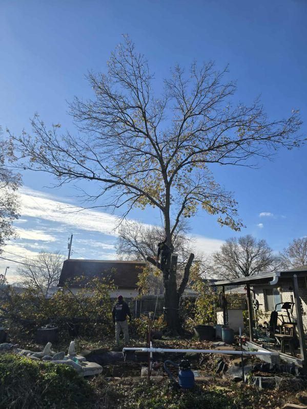 All Photos for Oklahoma Tree Guy in Bartlesville, OK