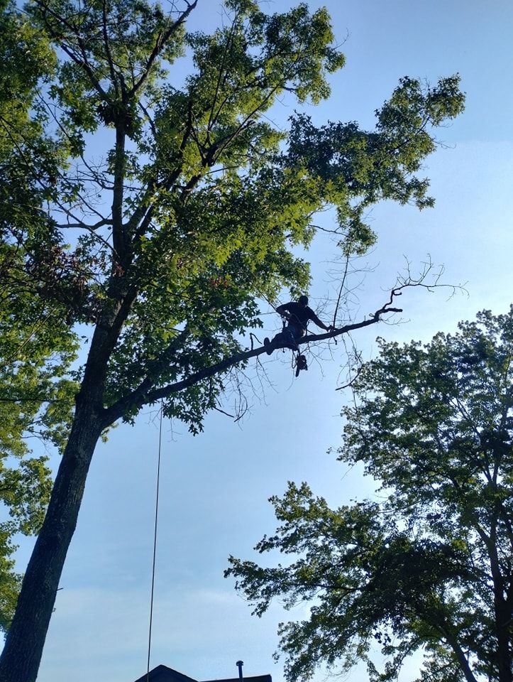 All Photos for Wade's Family Tree Service in Townsend, TN