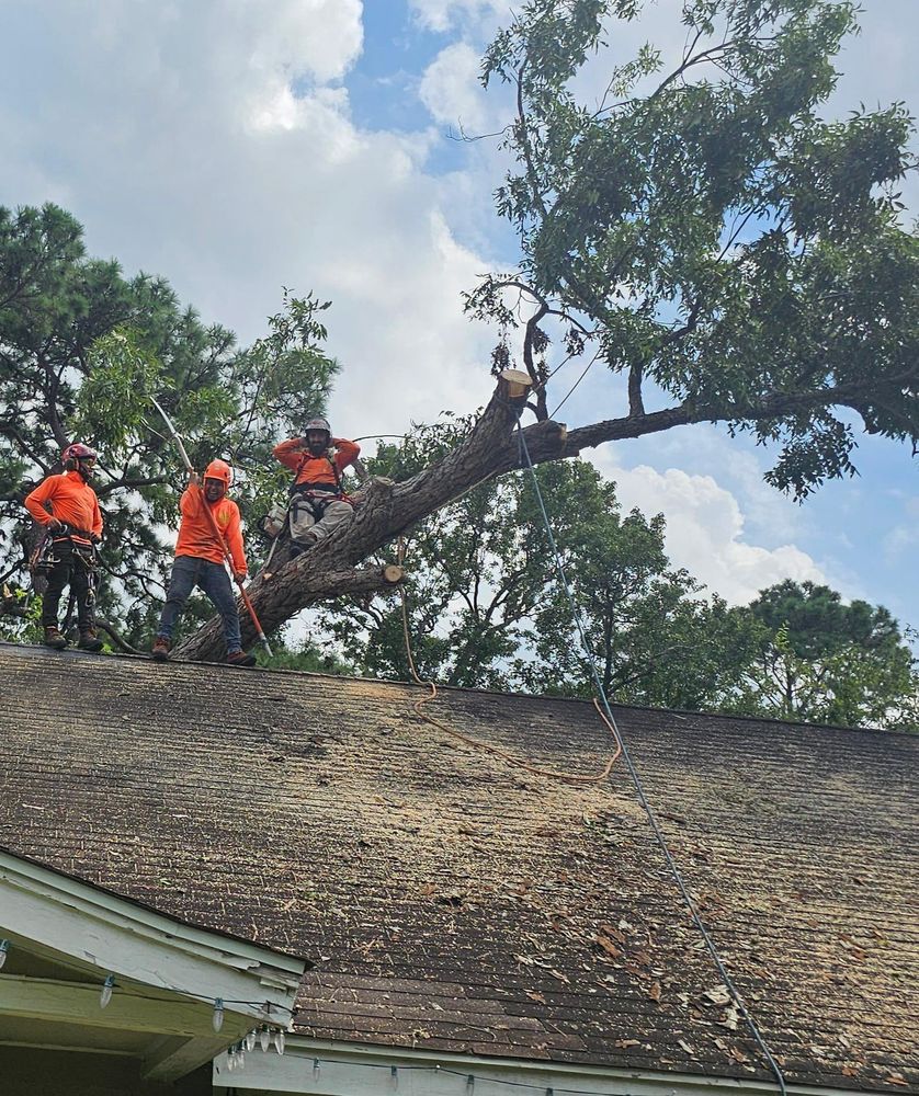 All Photos for Servin's Tree Care  in Houston, TX