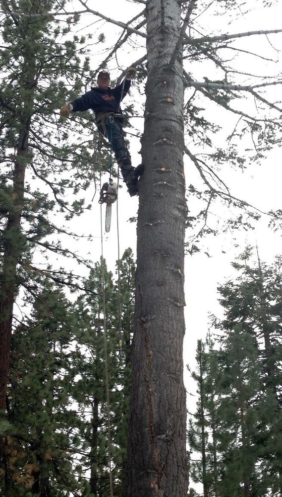 Tree Removal for Rockwood Tree Service in Incline Village,  NV