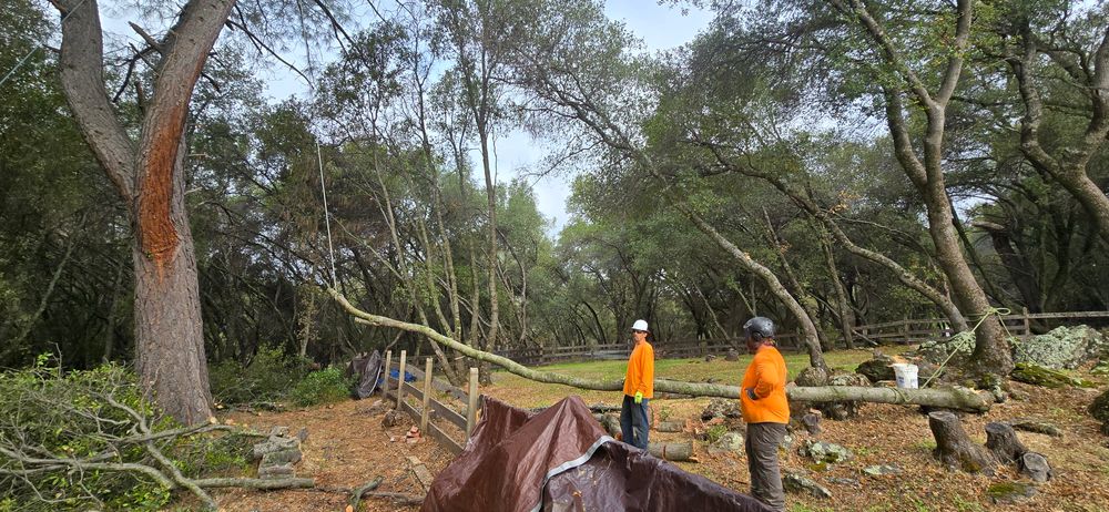 All Photos for George Staddan's Professional Tree Care in Placerville, CA