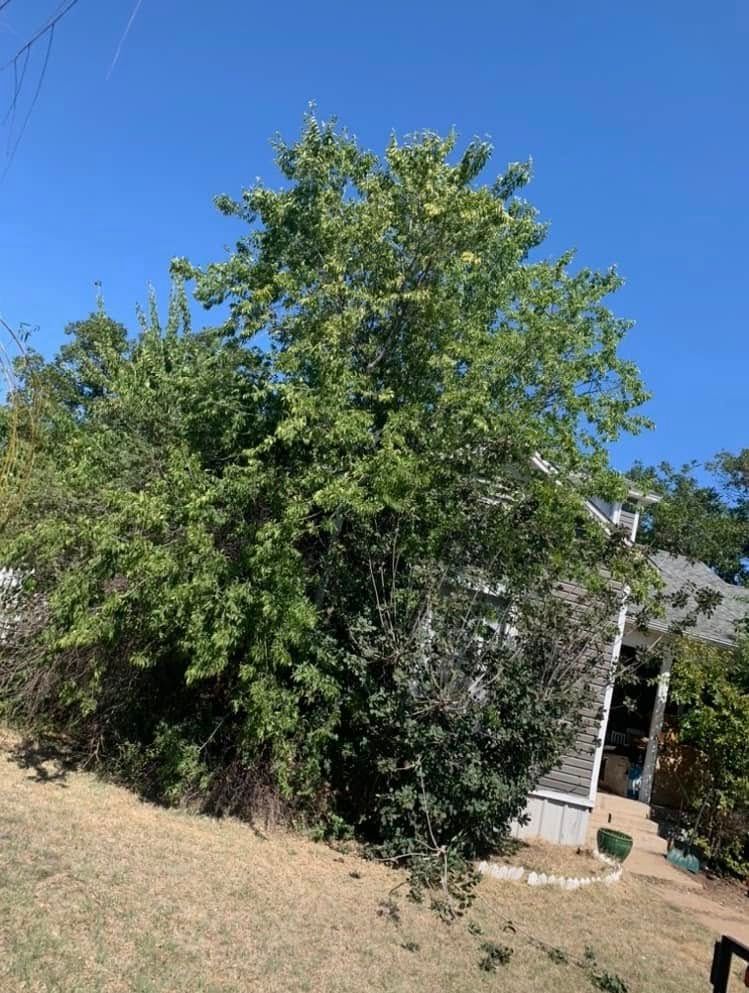 Tree Removal for Rollins Tree Service in Eastland, TX